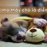 Nằm mơ thấy chó con lành hay dữ? Đánh số nào may mắn?