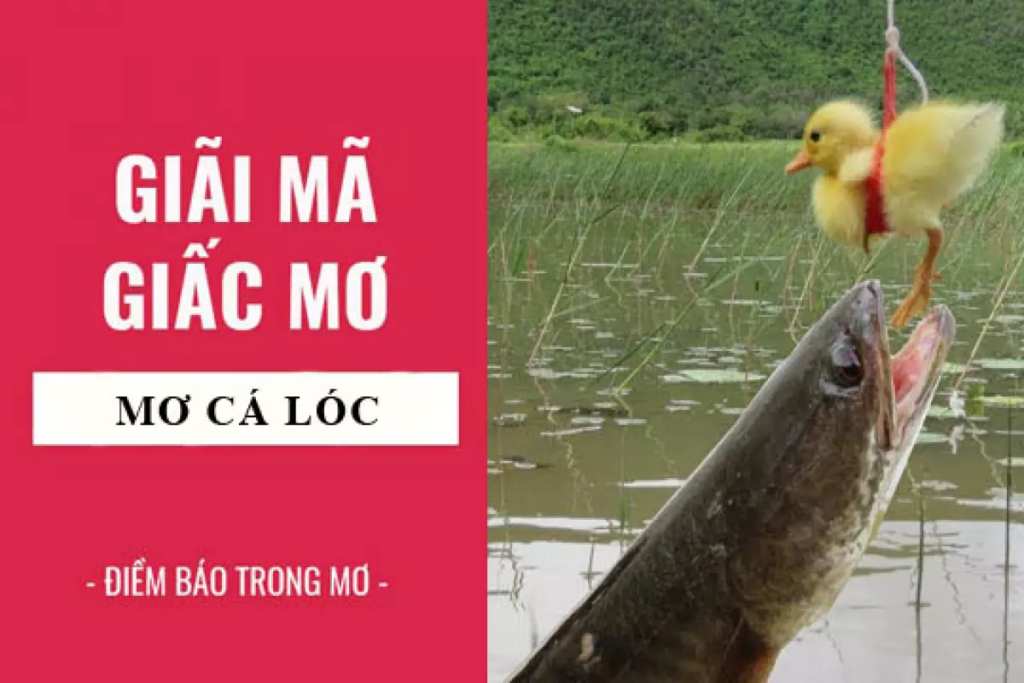 Nằm mơ thấy cá lóc báo hiệu sự may mắn đang đến