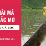 Nằm mơ thấy cá lóc báo hiệu điềm gì và nên đánh con nào?