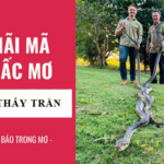 Mơ thấy trăn là điềm báo tốt hay không? Đánh con gì?