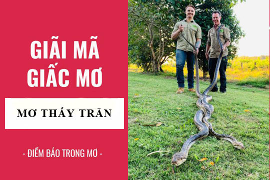 Nằm mơ thấy trăn báo hiệu nhiều vấn đề khác nhau